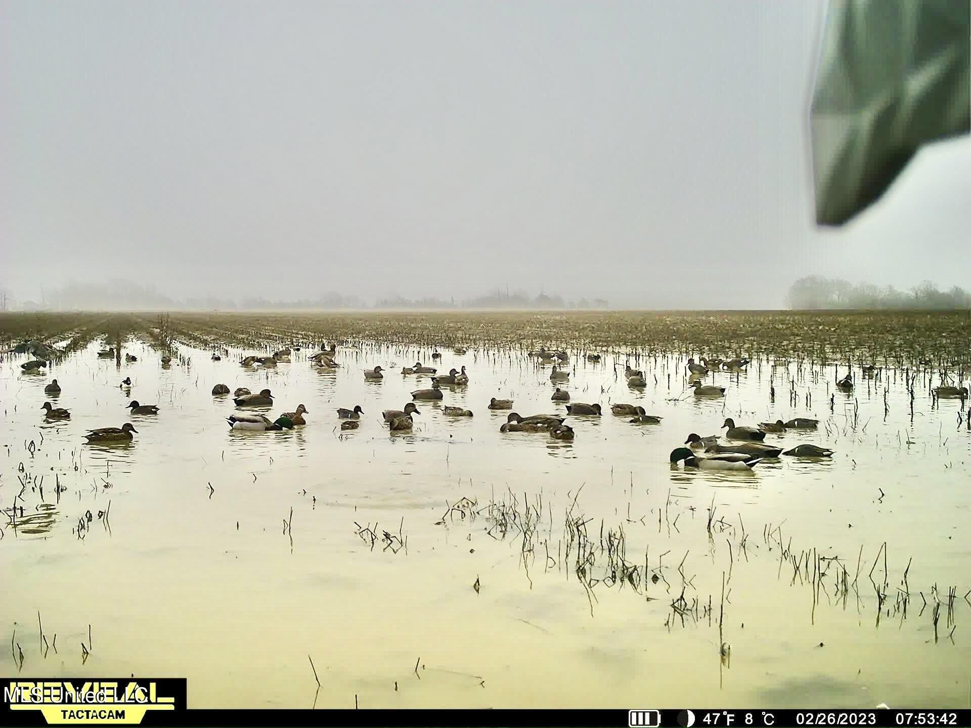 Corbin Road, Marks, MS 38609 MLS 4074574 Land and Farm