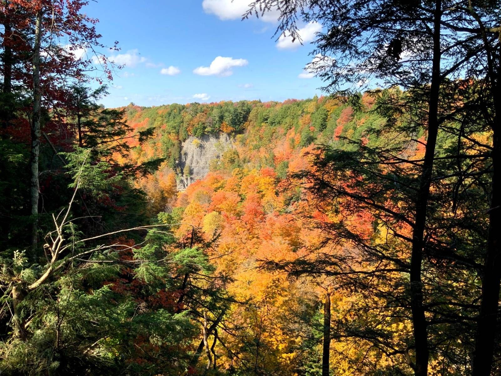 14 Acres, 00 Berry Dr, Lorraine, NY 13659 Land and Farm