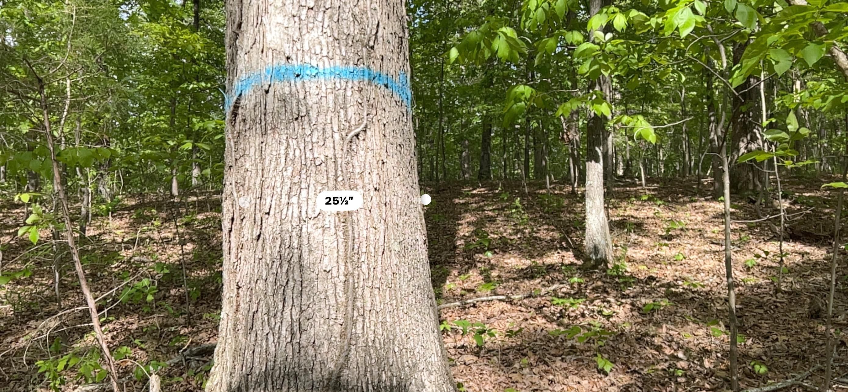 1,085 Acres, 1547 Bay City Road, Brookport, IL 62910 Land and Farm