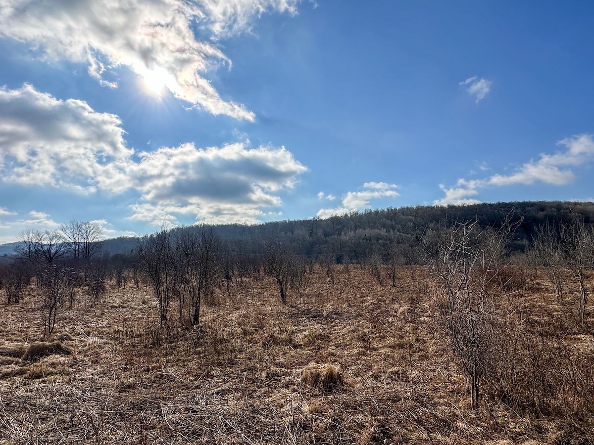 5 Acres, VL Bakerstand Rd, LotWP003, Franklinville, NY 14737 Land