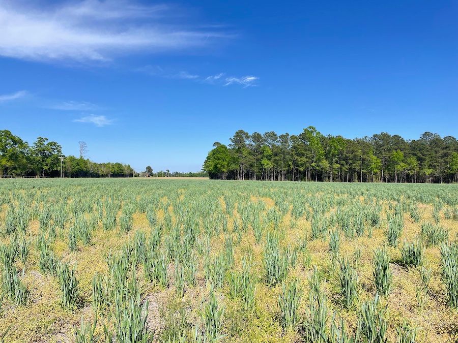 TBD State Park Rd Lot 7, Fork, SC 29543 Land and Farm