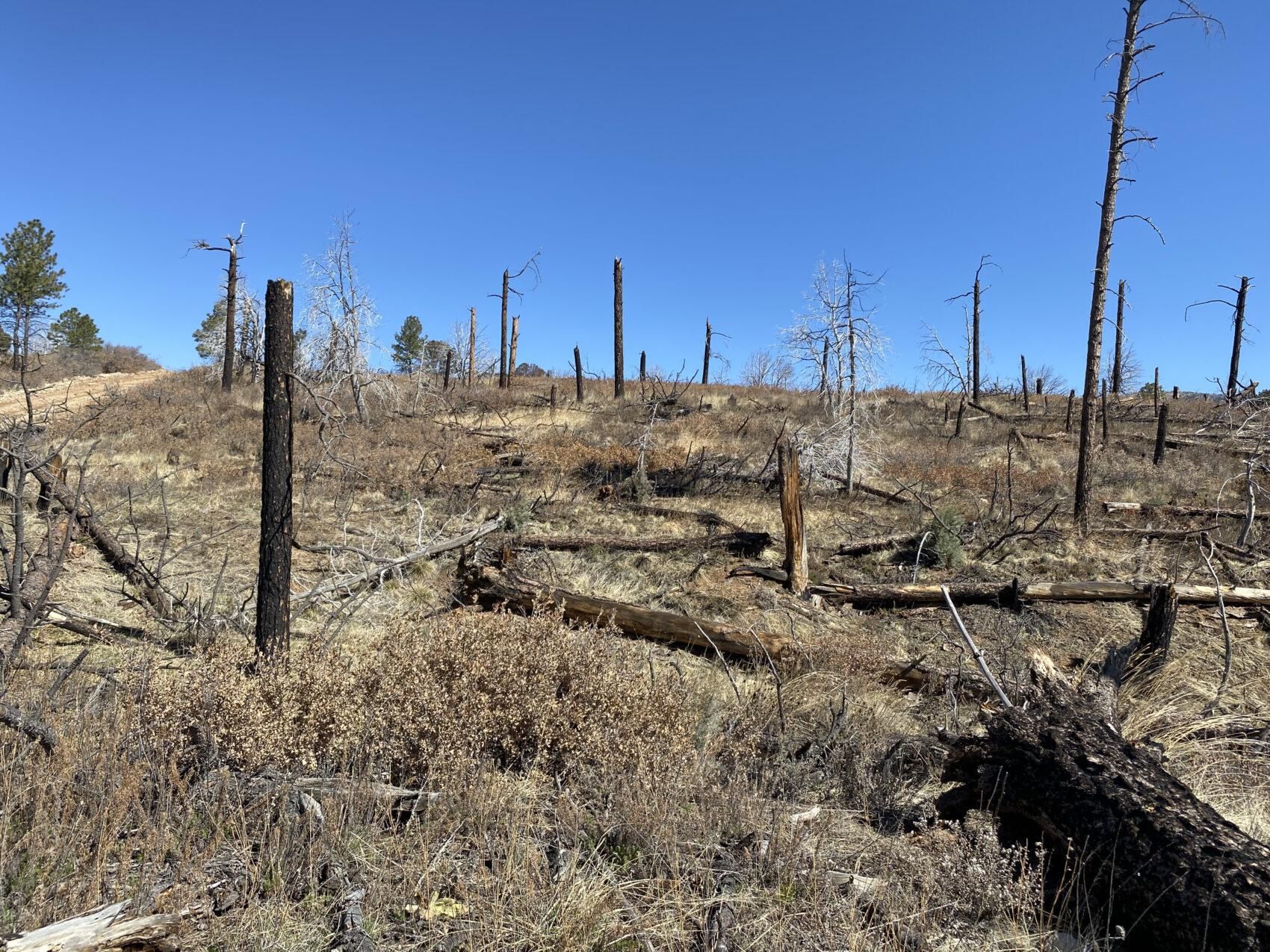 0.5 Acres, 76 Cherokee Dr, Timberon, NM 88350 Land and Farm