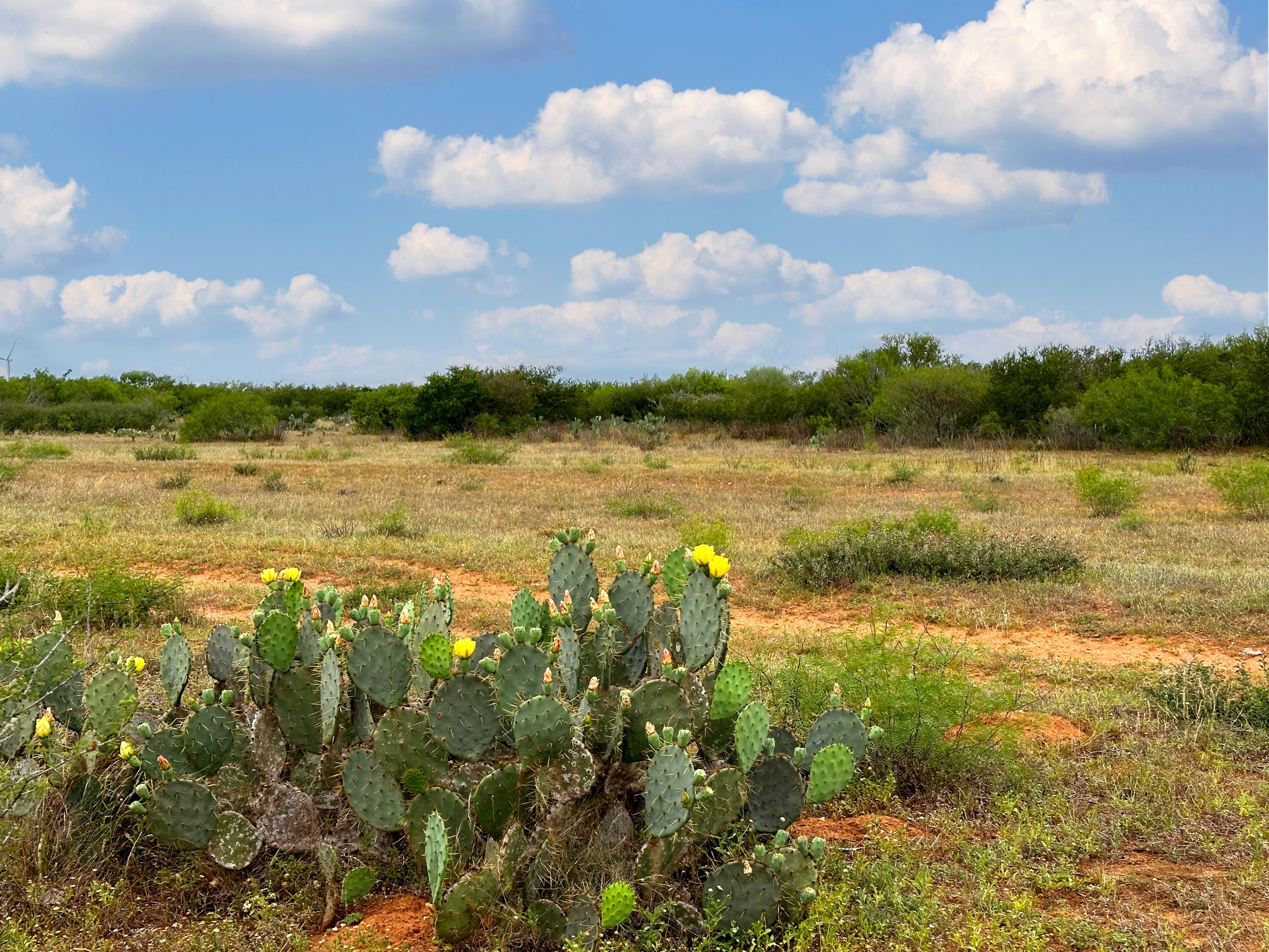 1,329 acres in Bruni, TX, 78344 Land and Farm