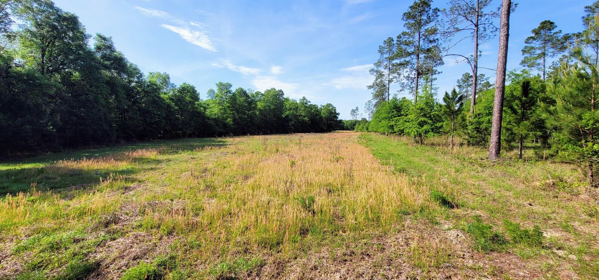 346 Collie Williams Road, Uvalda, GA 30473 Land and Farm