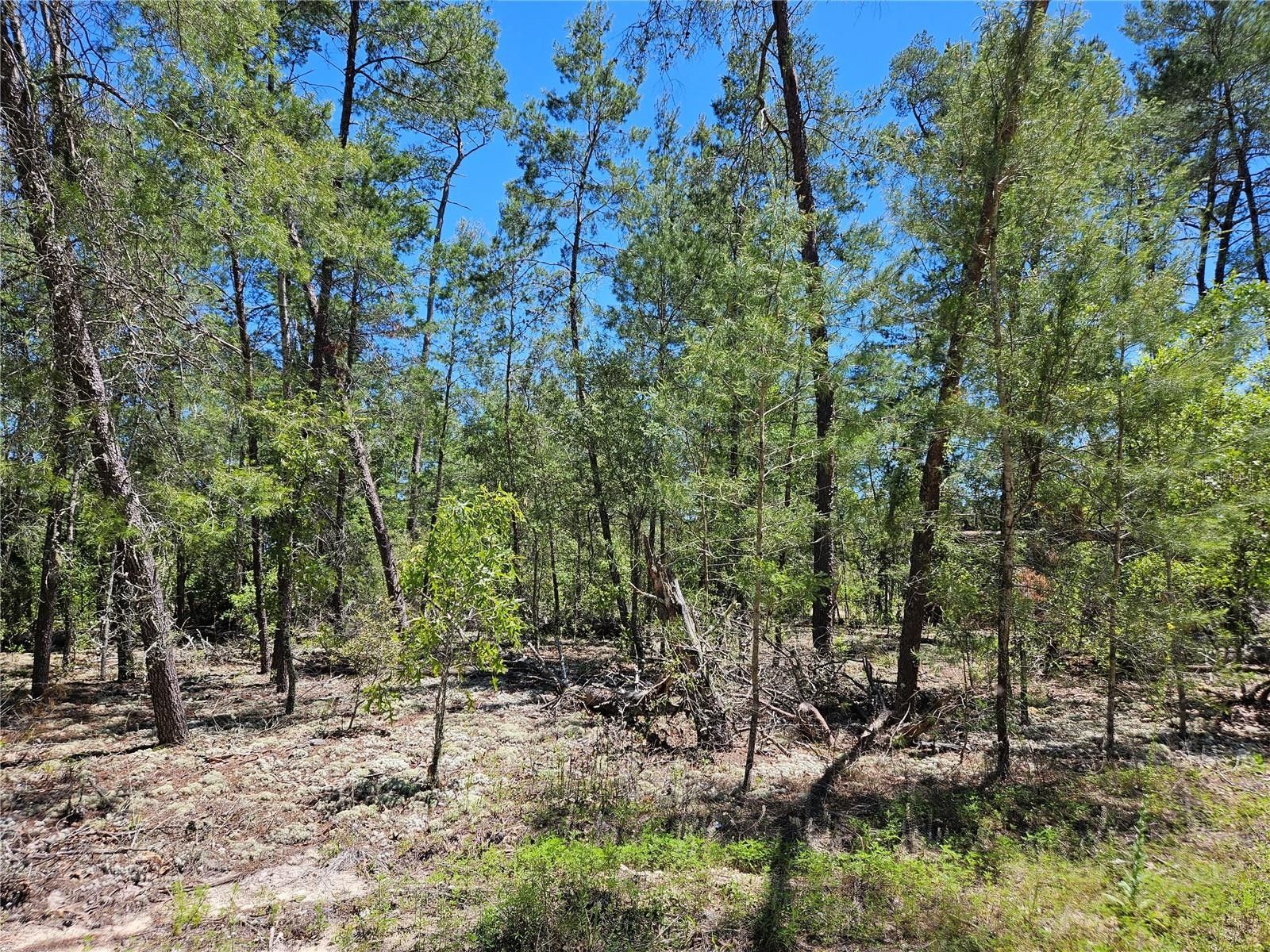 1.25 Acres, 851 SE 145TH COURT, Williston, FL 32696 Land and Farm