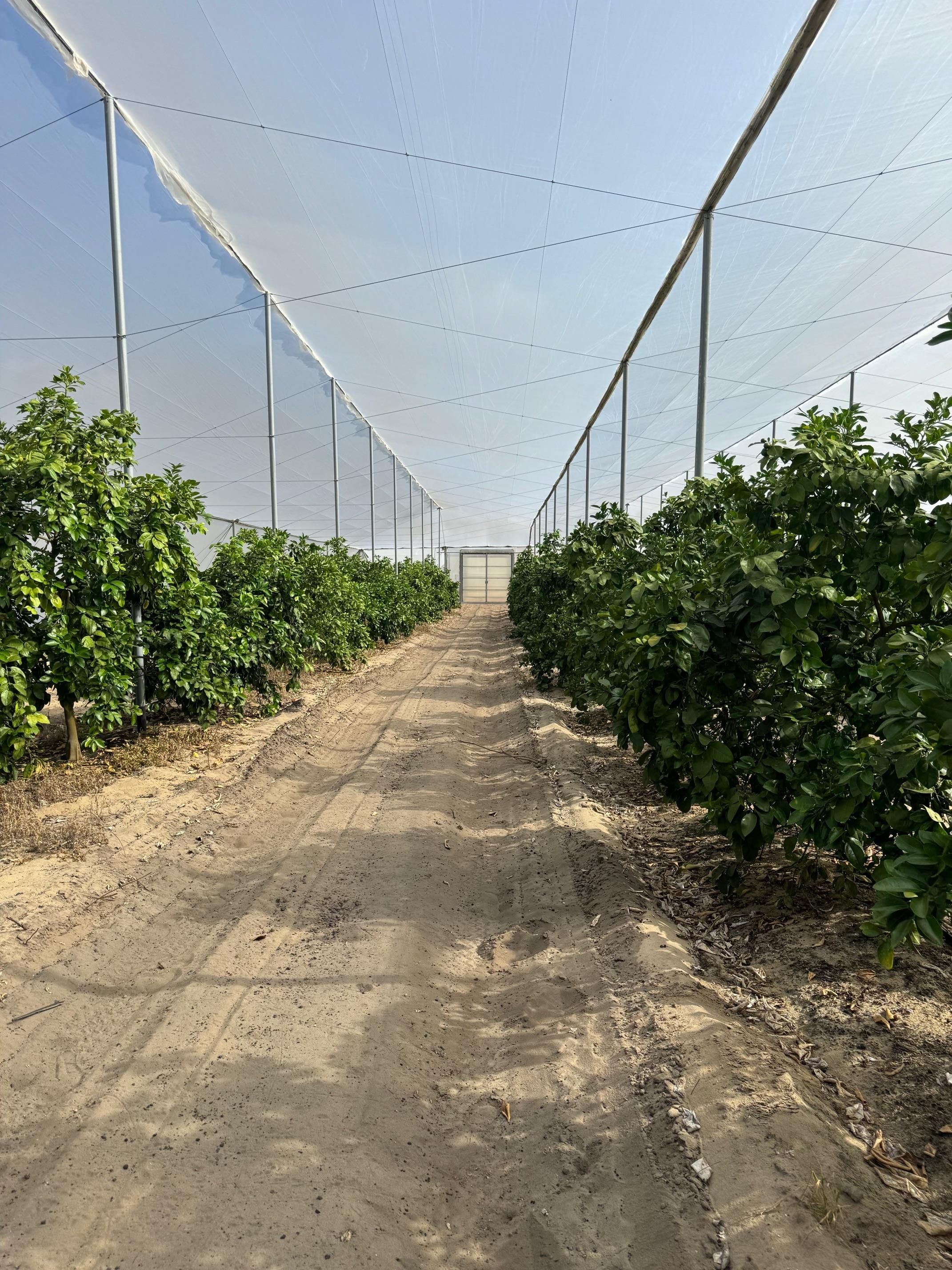 17.24 Acres, Cox Rd, Bartow, FL 33830 Land and Farm