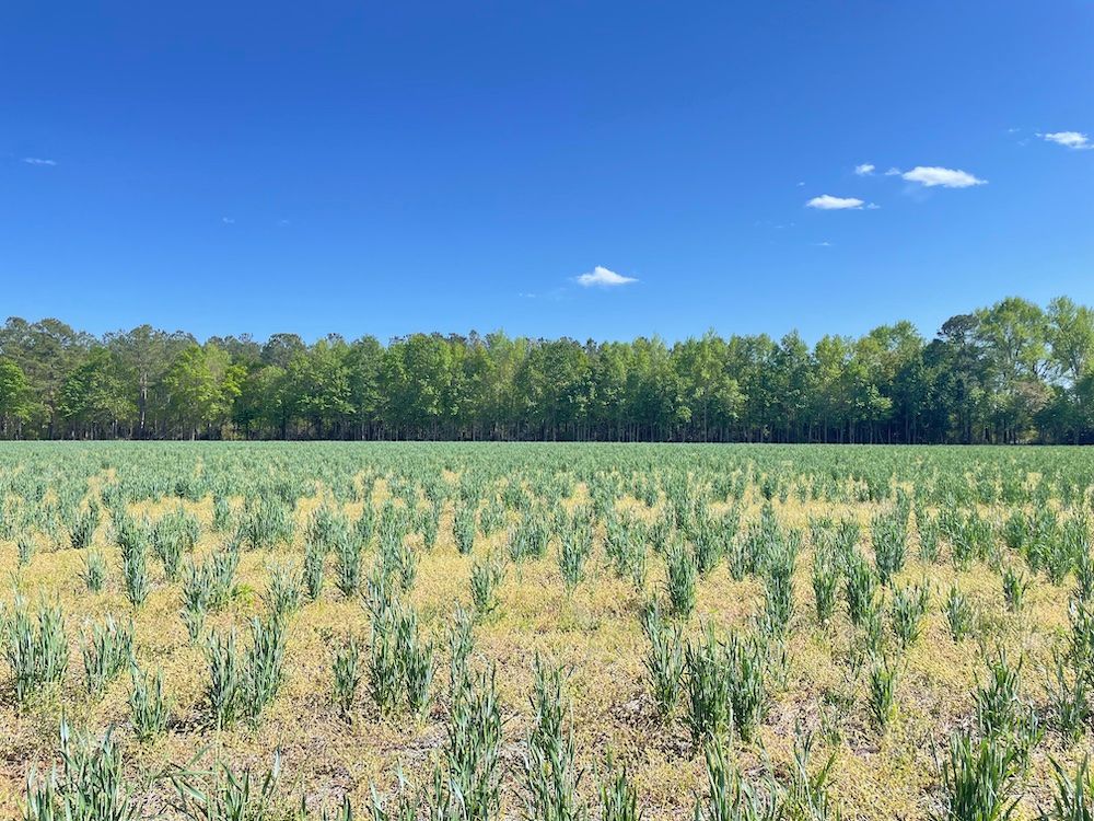 TBD State Park Rd, LotWP005, Fork, SC 29543 Land and Farm