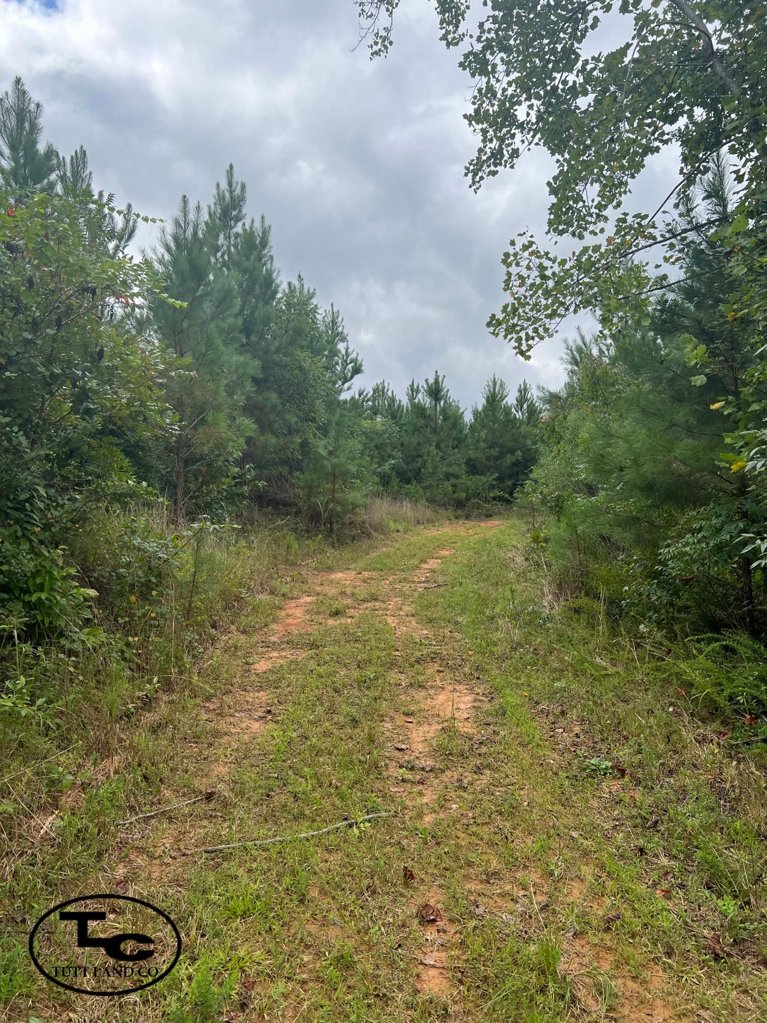 40 acres in Oakman, AL, 35579 MLS 40 +/ Acre Tuscaloosa County