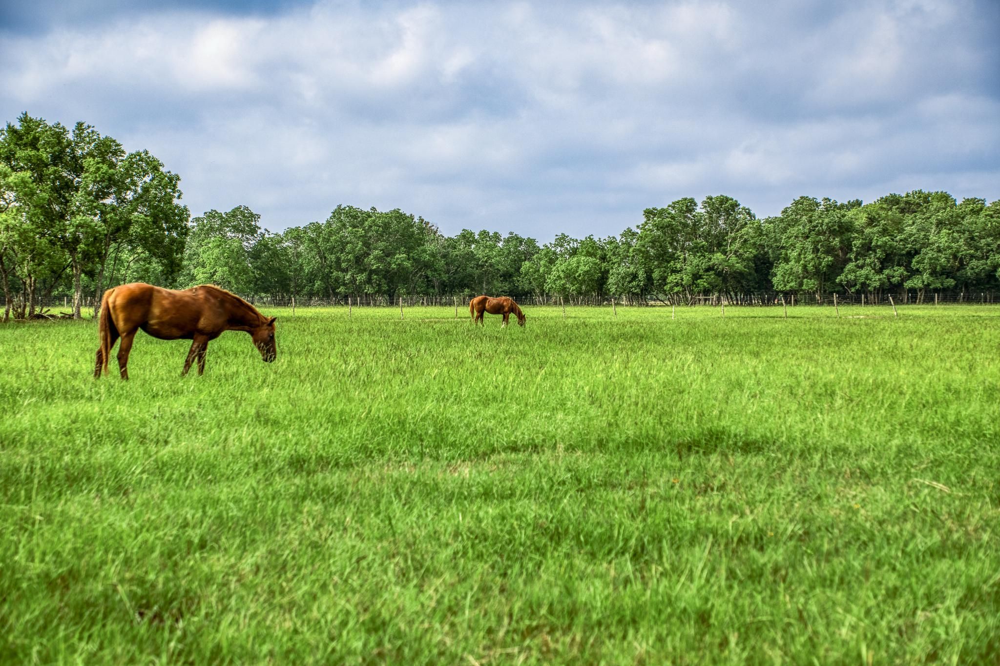 4320 County Road 18, Damon, TX 77430 Land and Farm