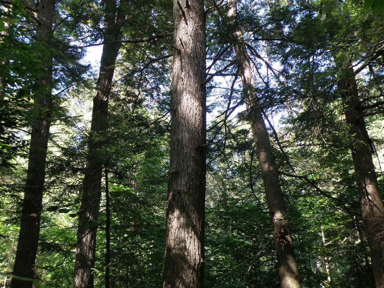 Davis Road, Bethel, VT 05032 Land and Farm