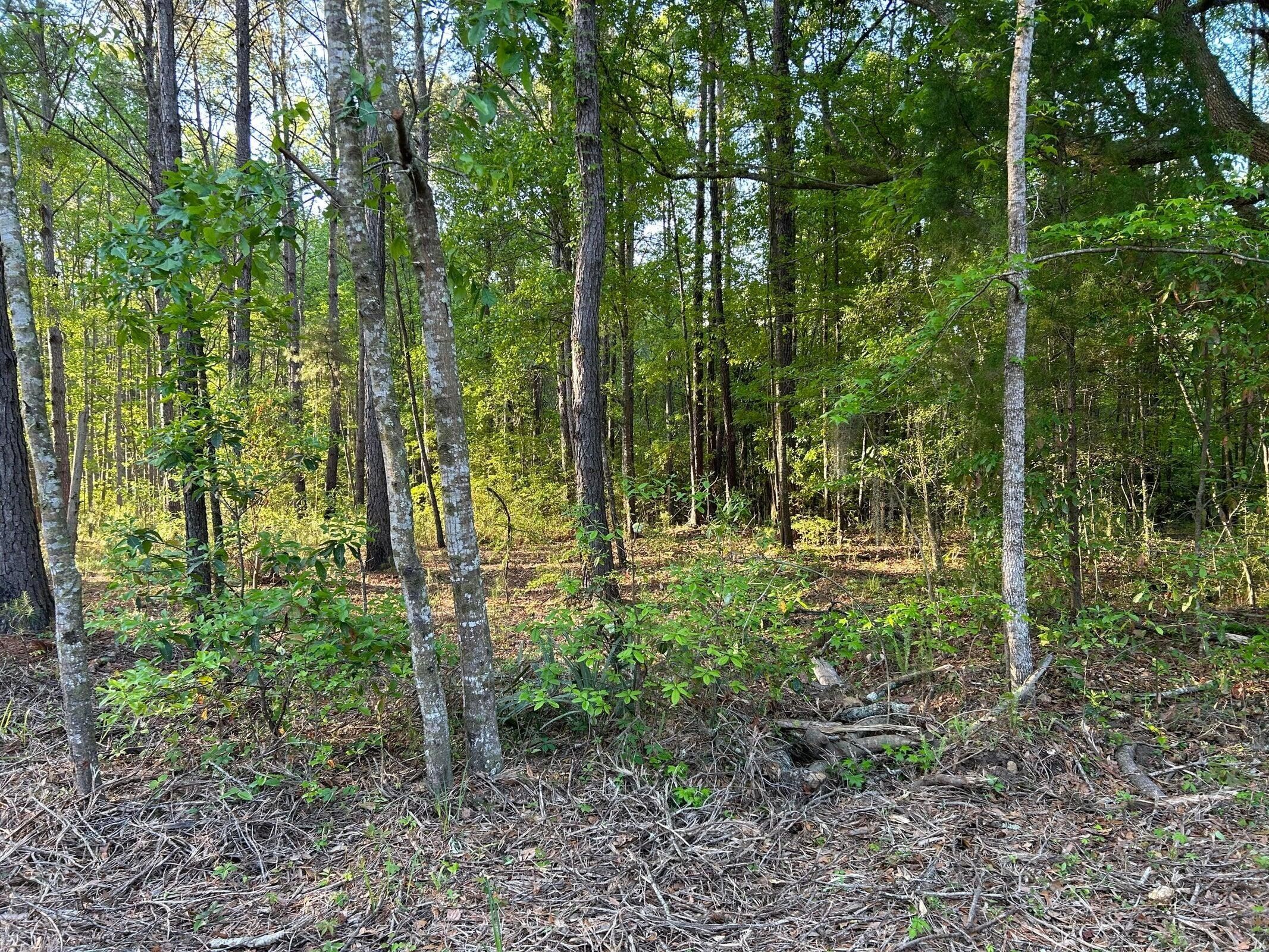 7437 Andy Road, Hollywood, SC 29449 MLS 24025042 Land and Farm