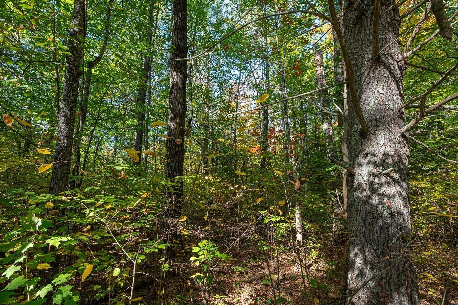 Off BOUNDARY TR E, Lac Du Flambeau, WI 54538 MLS 209387 Land and Farm