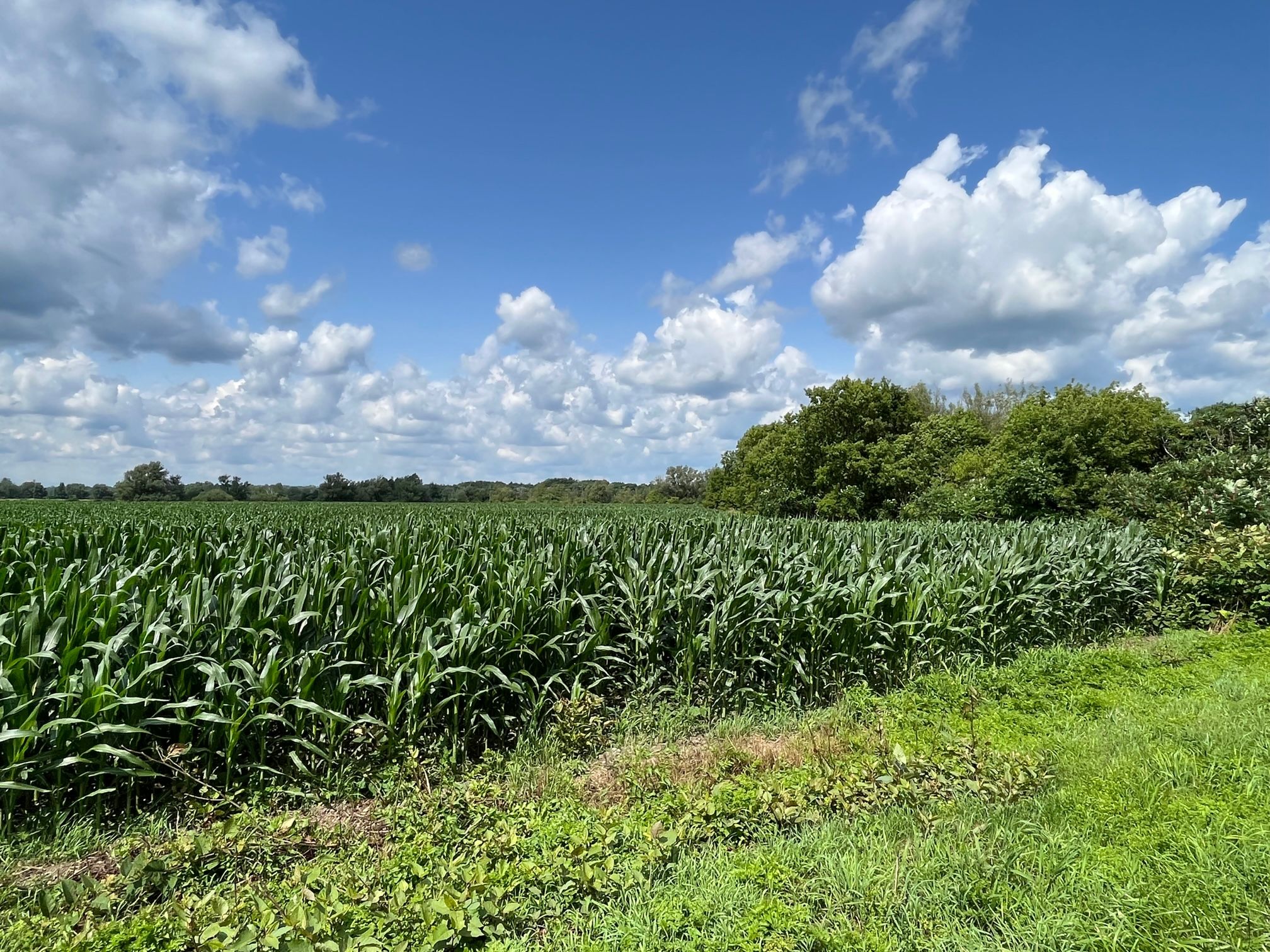 VL East Cowens Corners Road, LotWP002, Conewango Valley, NY 14726