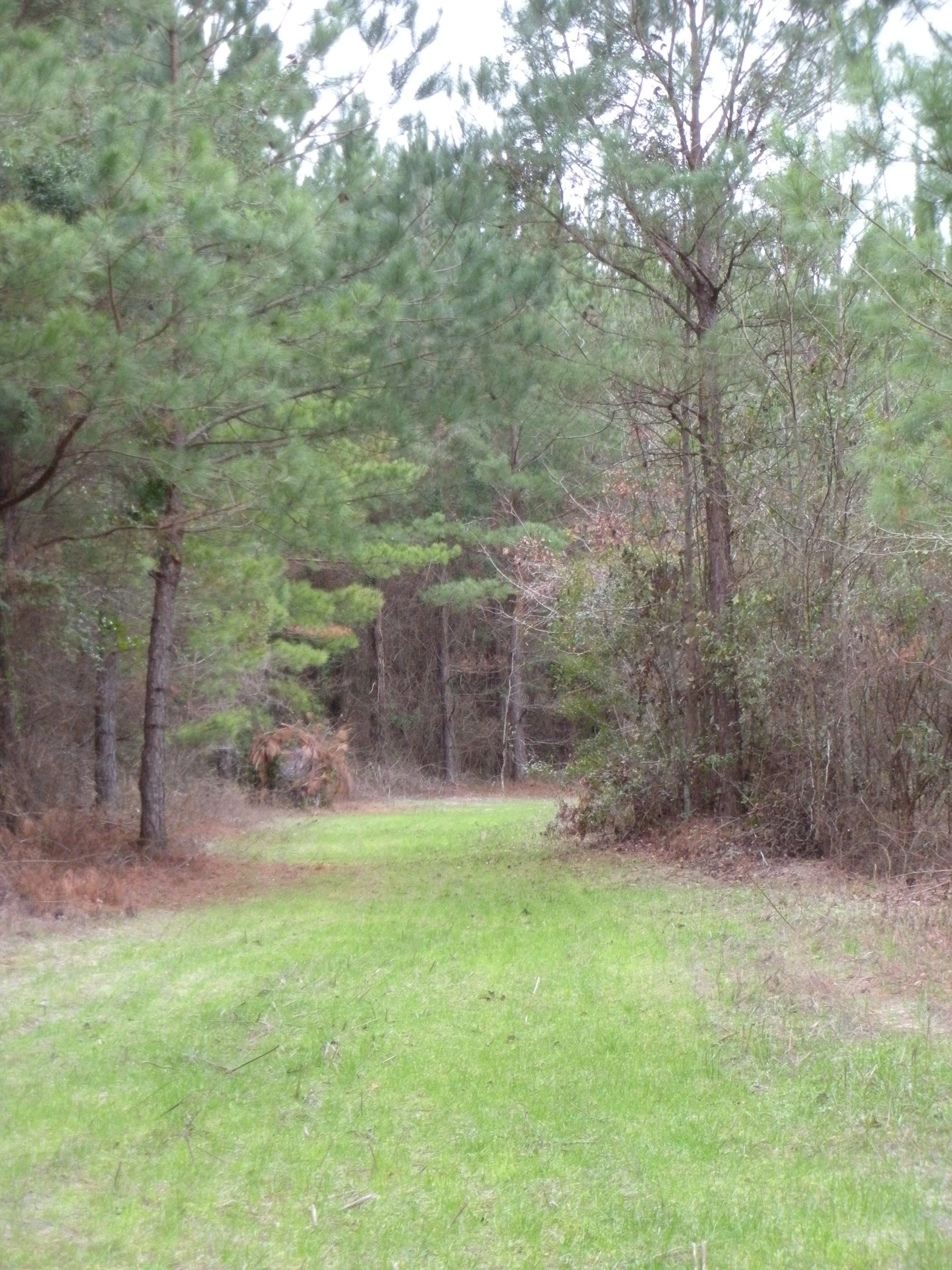 Bullock County, AL Land for Sale 31 Listings Land And Farm