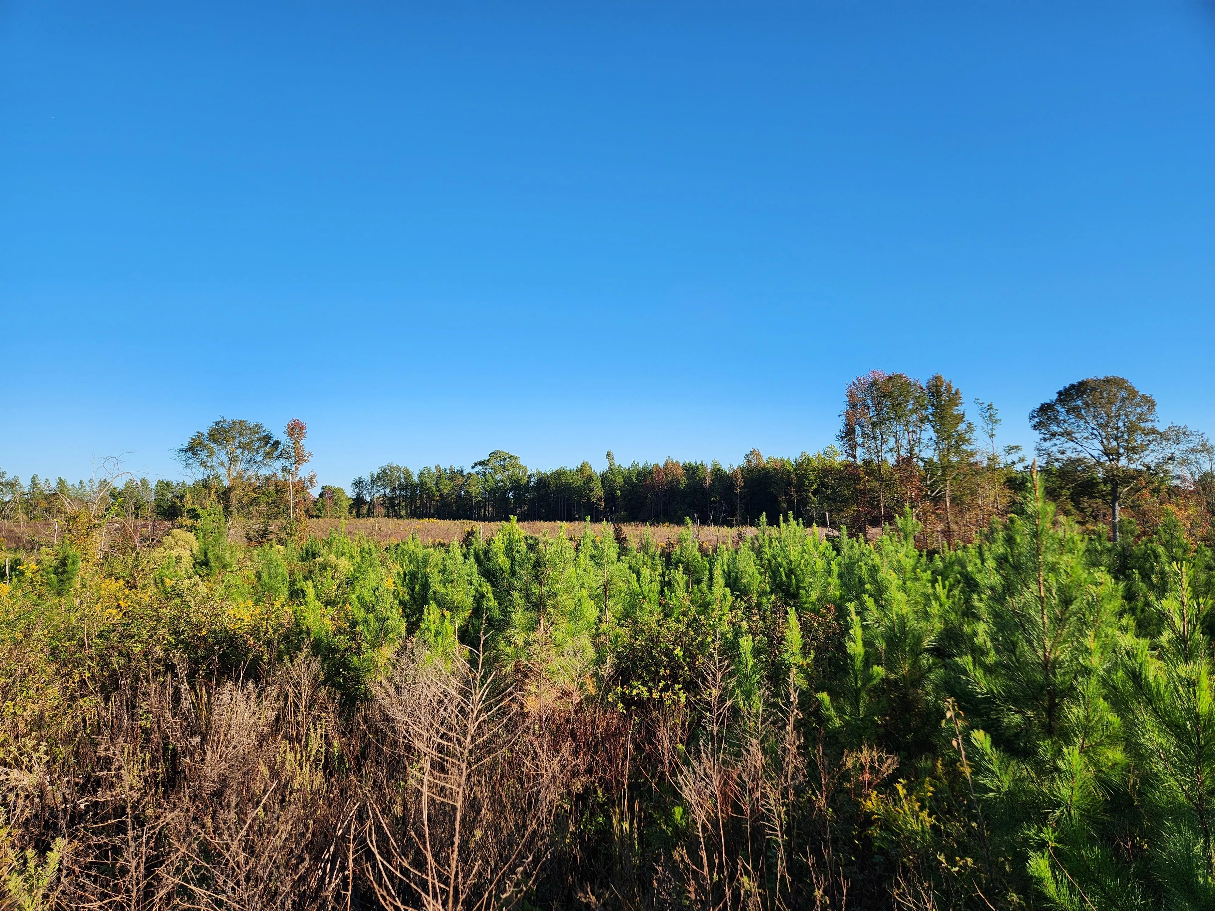 Alabama Land for Sale between 101 and 200 Acres 350 Listings Land