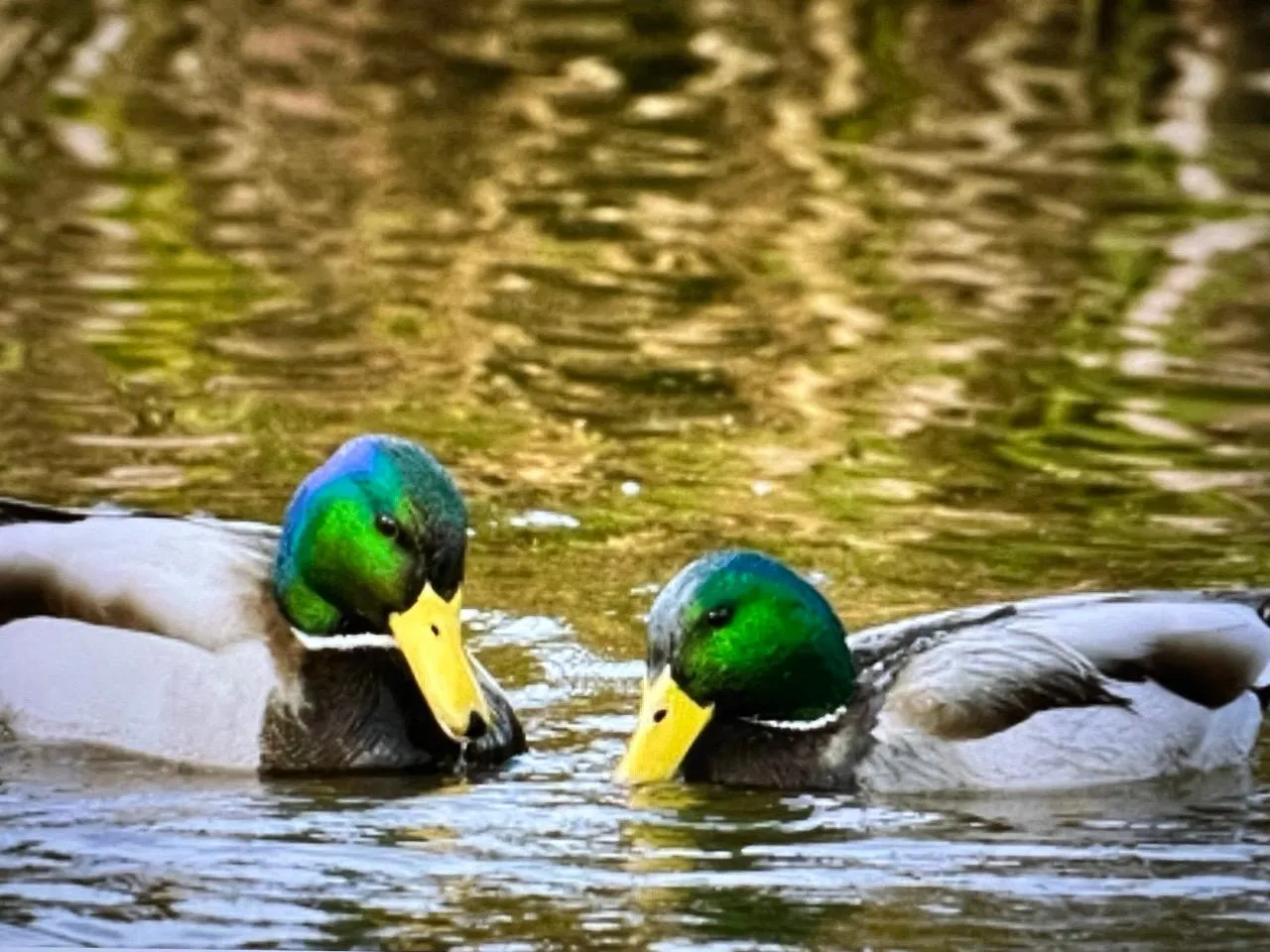 Southern Region, IL Natural Forest Land for Sale 4 Listings Land