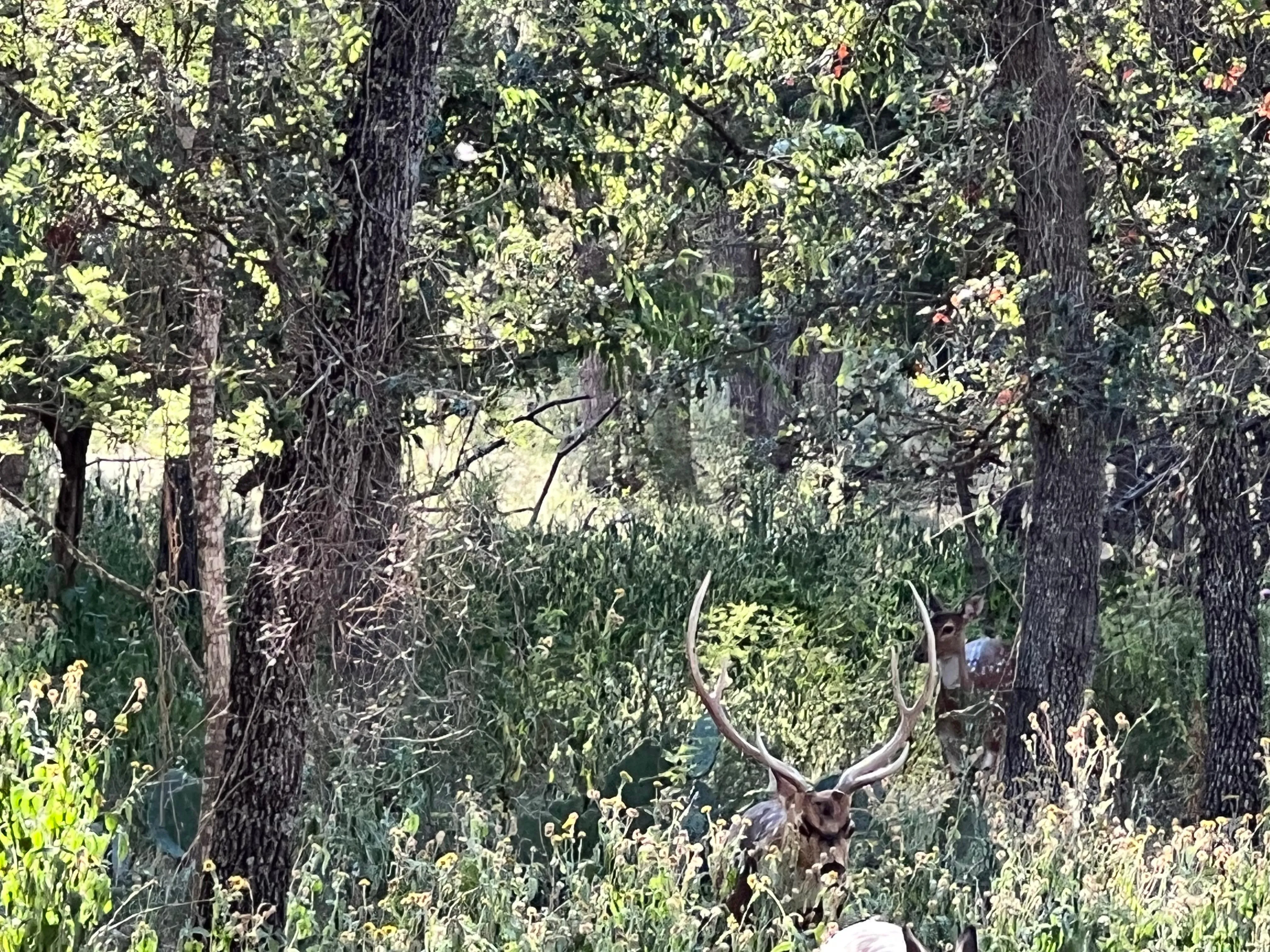 Hill Country West Region, TX Hunting Land for Sale between 100K and