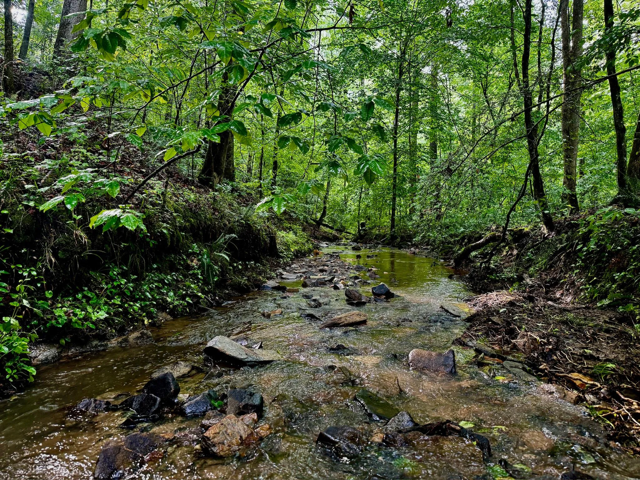 Blue Ridge Mountains Region, GA Hunting Land for Sale 8 Listings