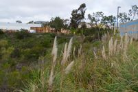 Timberland Property in San Diego County, California