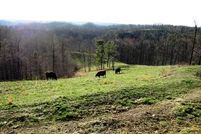 Farm Property in Lewis County, Kentucky