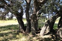 Undeveloped Land in Palo Pinto County, Texas