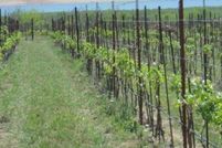 Timberland Property in Concho County, Texas