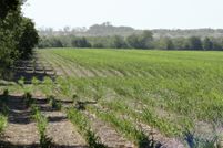 Farm Property in Ellis County, Texas