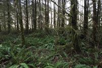 Ranch Property in Cowlitz County, Washington