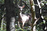 Ranch Property in Roane County, West Virginia