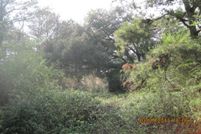 Ranch Property in Houston County, Alabama