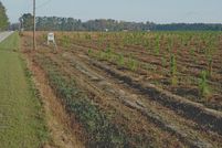 Ranch Property in Dillon County, South Carolina