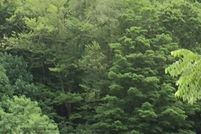 Undeveloped Land in Wyoming County, West Virginia