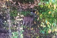 Hunting Land in Shenandoah County, Virginia