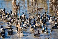 Ranch Property in Hampton County, South Carolina