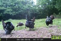 Property in Barry County, Missouri