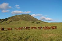 Horse Property in San Luis Obispo County, California