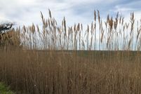 Farm Property in Cape May County, New Jersey