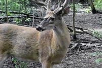 Property in Audrain County, Missouri