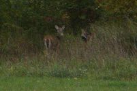 Property for sale in Lenawee County, Michigan