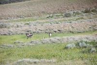 Undeveloped Land for sale in Moffat County, Colorado