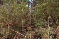 Undeveloped Land for sale in Pearl River County, Mississippi