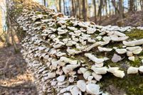 Property for sale in Cleburne County, Arkansas