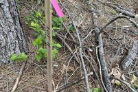 Property for sale in Pike County, Arkansas