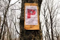 Timberland Property for sale in Windham County, Vermont