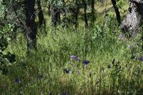 Farm Property for sale in Tehama County, California