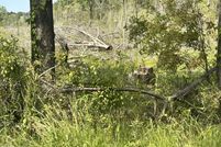 Ranch Property for sale in Jasper County, South Carolina