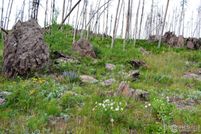 Undeveloped Land for sale in Larimer County, Colorado