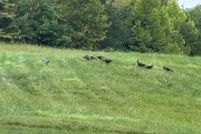 Ranch Property for sale in Prince Edward County, Virginia