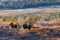 Farm Property for sale in Matanuska-Susitna Borough, Alaska