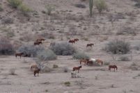 Ranch Property for sale in Maricopa County, Arizona